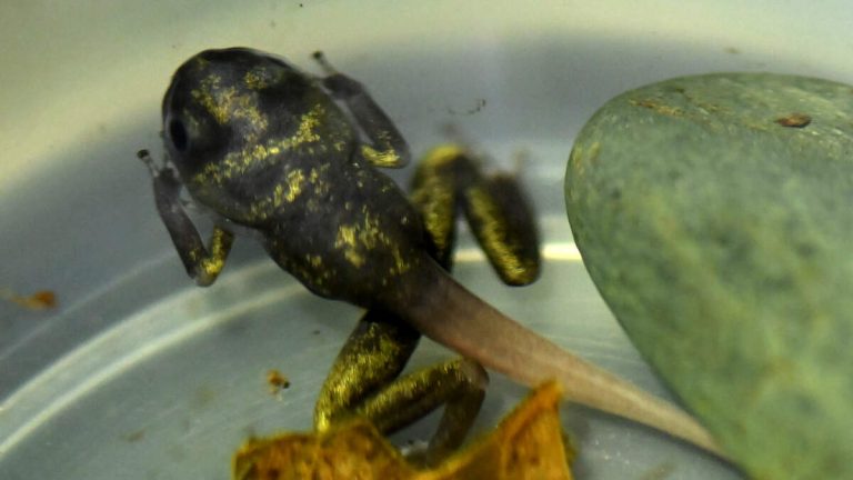 LA Zoo Releases 450 Frog Tadpoles into San Gabriel Mountains