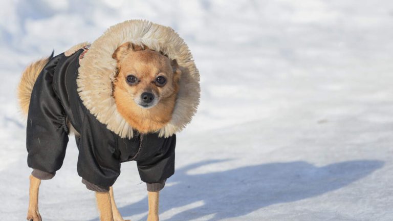 Man’s Chihuahua Helps Save Him After He Fell Into An Icy Crevasse