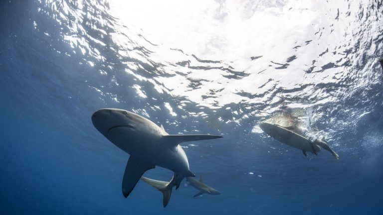 Shark Jumps Out Of Water And Headbutts Surfer In Wild Video