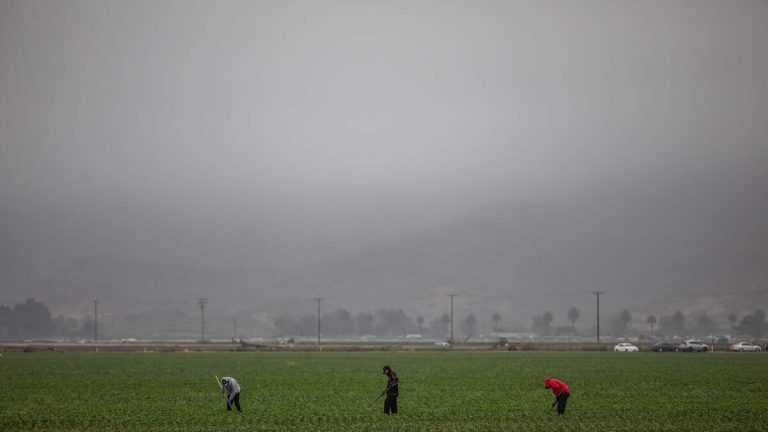 Tear Gas Used in Ventura County Immigration Raid Protest At Cannabis Farm