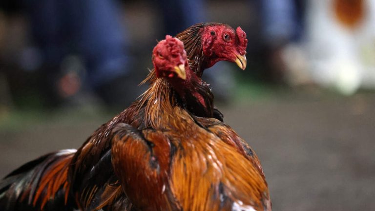3,500 Birds Seized in San Bernardino Cockfighting Bust
