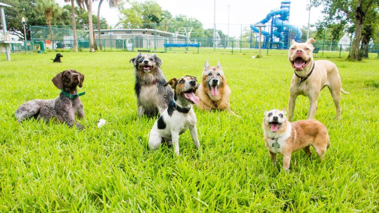 Burbank’s First Dog Park Nears Final Approval