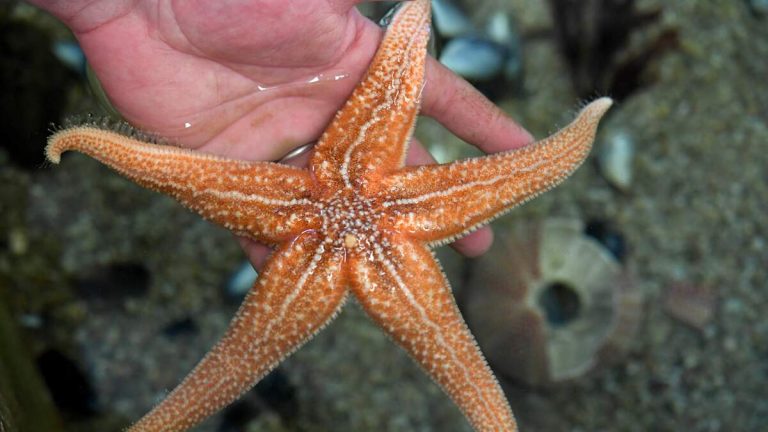 Scientists Identify Bacteria Behind Sea Star Wasting Disease In California