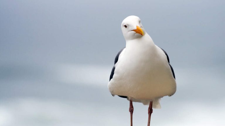 Unknown Illness Threatens Sea Gulls in Southern California