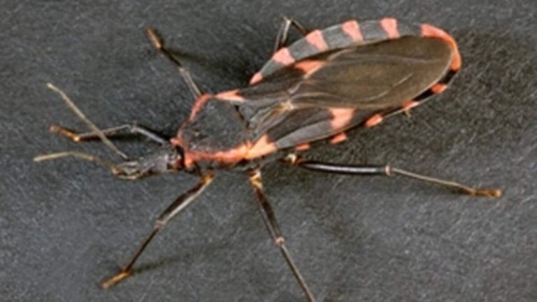Chagas Disease Now Endemic in California and Southern U.S.