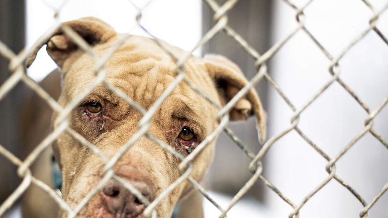 L.A. Launches Dog Transfer Program Amid Controversy