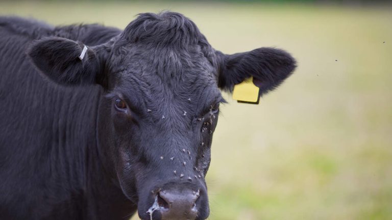 Woman Dead After Being Attacked By Cow While Tending To Newborn Calf