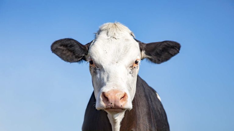 Cow Escapes, Roams Streets of Sylmar