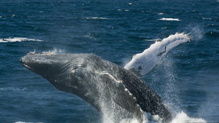 WATCH: Teens Save Fishermen After Whale Capsized Their Boat