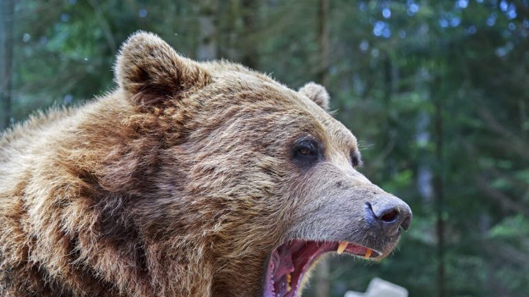 Hunter Gets Mauled By Brown Bear, Gets Shot During Attempt To Stop Attack
