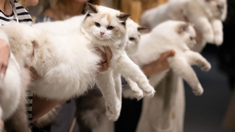 Irvine PD: More than 50 Cats Found at Irvine Residence