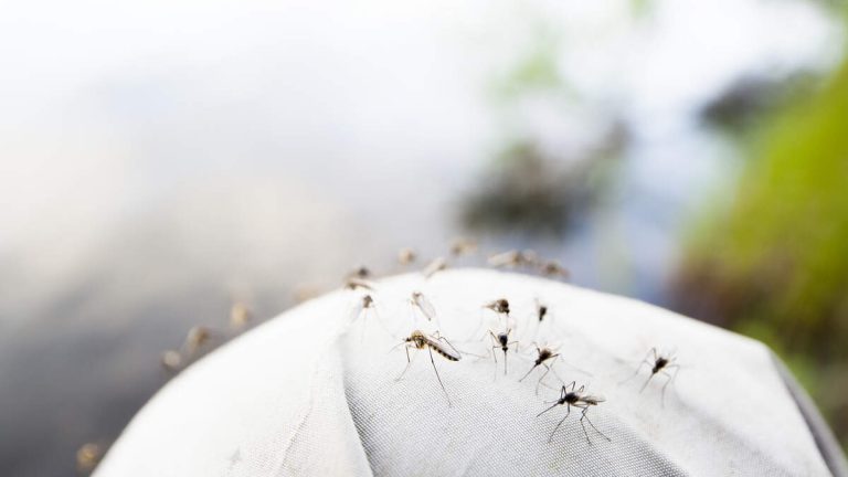Mosquitoes Test Positive for West Nile Virus in Santa Ana