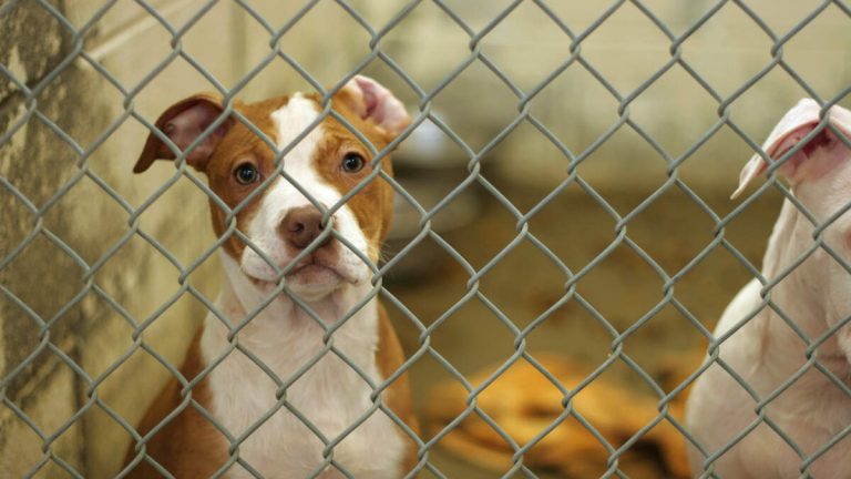 Los Angeles County Seeks to Combat Overcrowding at Animal Shelters