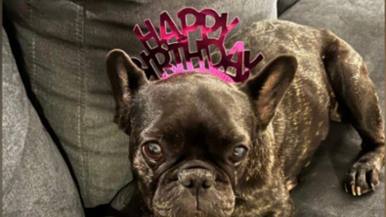 Distraught Owner Offers $5,000 Reward for Missing Dog in NoHo