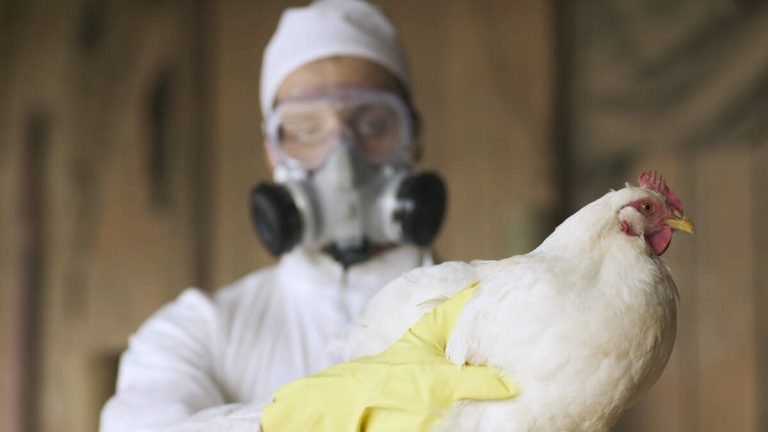 CDC Confirms First Severe Case Of Bird Flu In The United States
