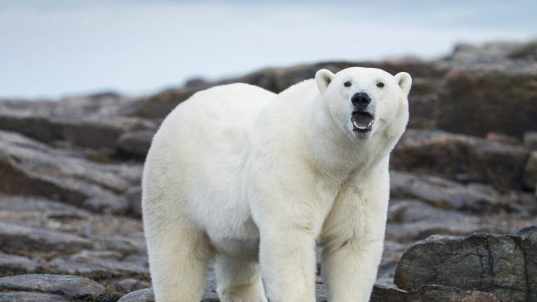 Man Severely Injured Protecting Wife From Polar Bear Attack