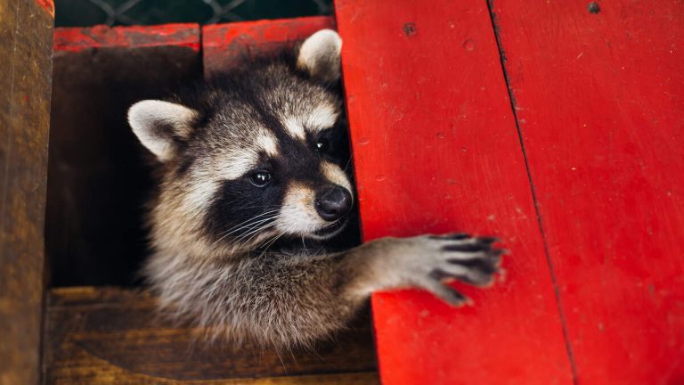 Raccoon Attacks Infant In Carrier Inside His Home