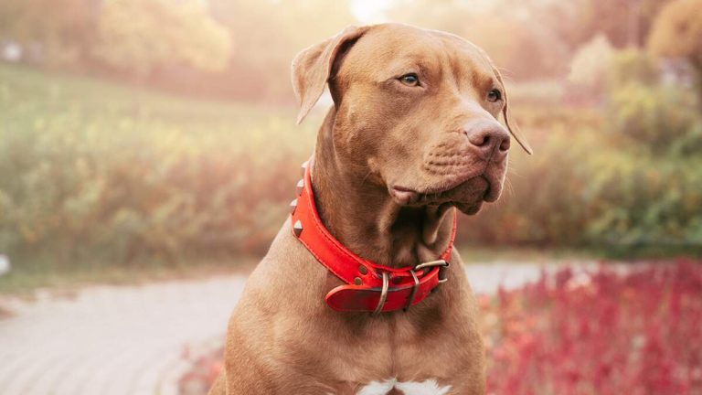 If You See A Dog With A Red Collar, Be Very Careful Around It