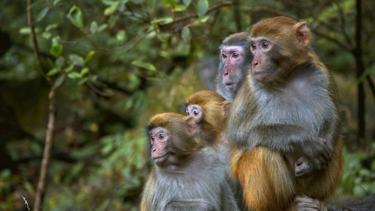 Last 4 Escaped Monkeys Captured After Months On The Loose In South Carolina