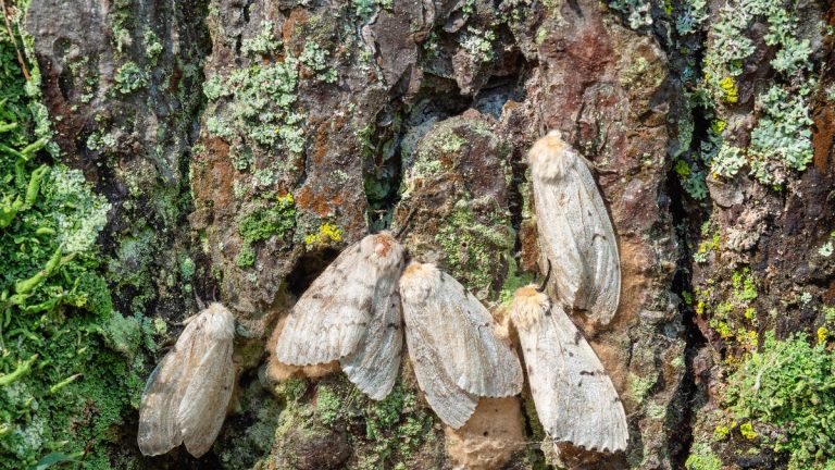 Scientists Warn Invasive Spongy Moth Could Decimate Trees On The West Coast
