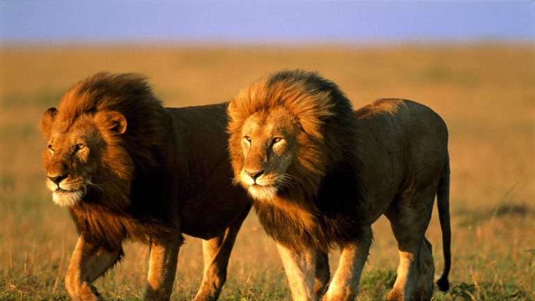 Young Boy Survived For 5 Days In ‘Lion-Infested’ Game Park