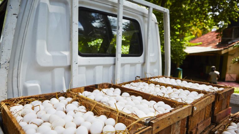 100,000 Organic Eggs Worth $40,000 Stolen From Truck