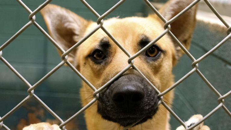 LA City Council Committee Considers Plan to Microchip Pets