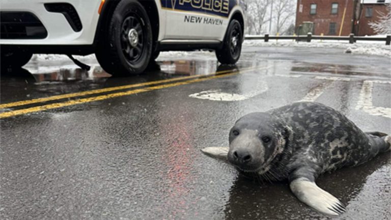 Lost Baby Seal Found Wandering The Streets Of Connecticut City