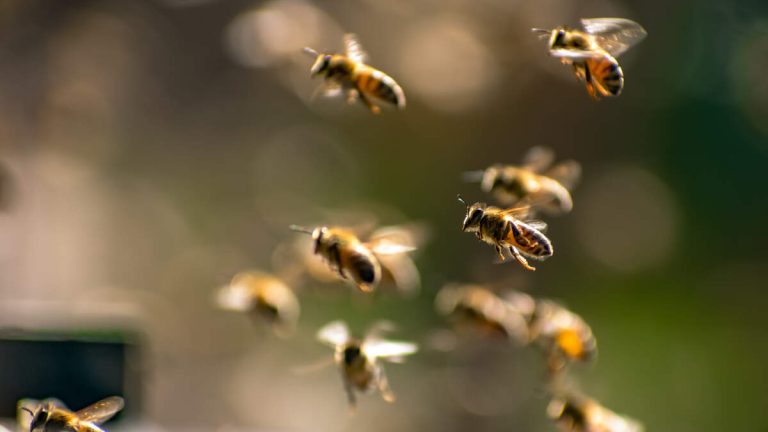 Man Checking Mail Unleashes Swarm Of Angry Bees That Injured Ten People