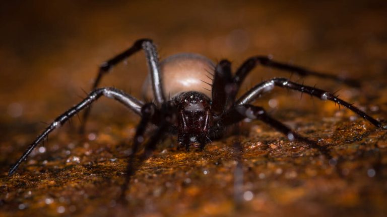 Spiders Turned Into ‘Zombies’ By Newly Discovered Fungus