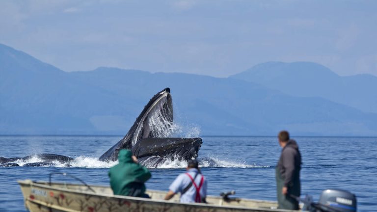 Terrifying Video Shows Kayaker Being Swallowed Whole By A Humpback Whale