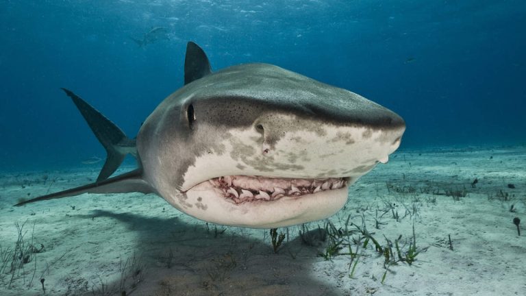 Two US Tourists Mauled In Shark Attack At Popular Bahamas Resort