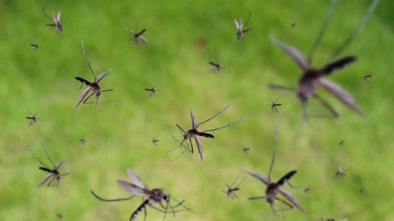 US Cities Brace For Surge In Disease-Spreading Pests This Spring