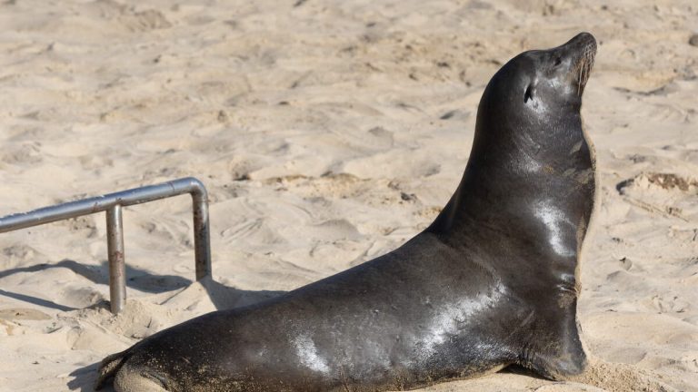 $20K Reward Offered for Info on Sea Lion Decapitation in California