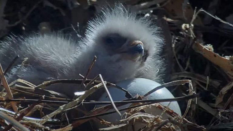 Eaglets Have Landed!  Big Bear Eagles Jackie and Shadow Welcome Chicks
