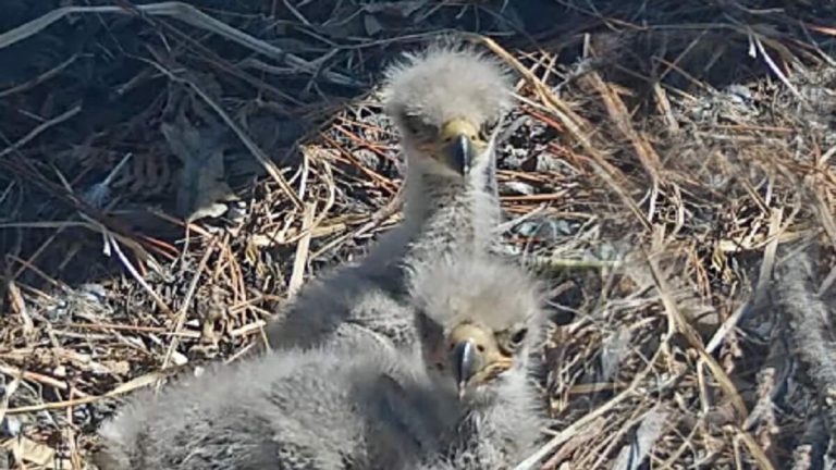 Help Name Big Bear’s New Bald Eagle Chicks!