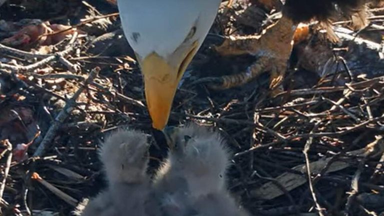 Jackie & Shadow Stay Busy Feeding Eagle Triplets