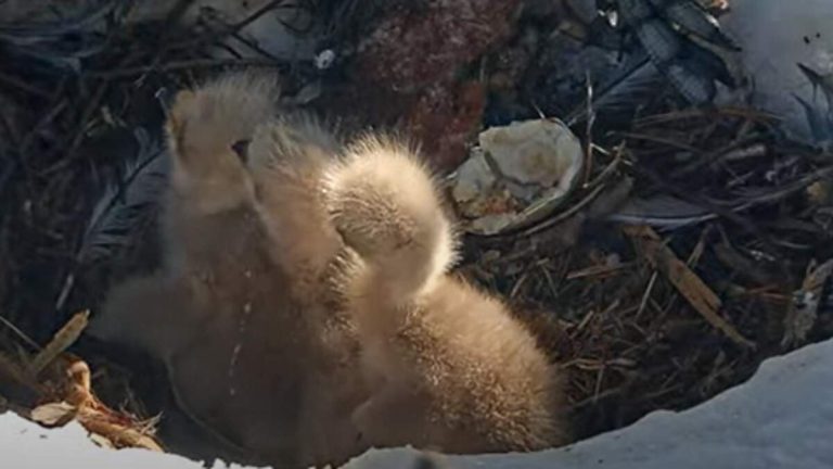 Jackie & Shadow’s Eagle Chicks Thrive in Big Bear Lake Nest