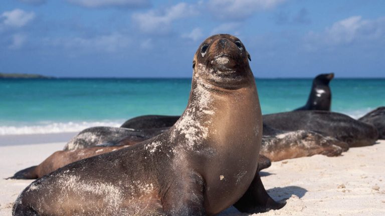 Man Arrested for Beating Beached Sea Lion in Ventura