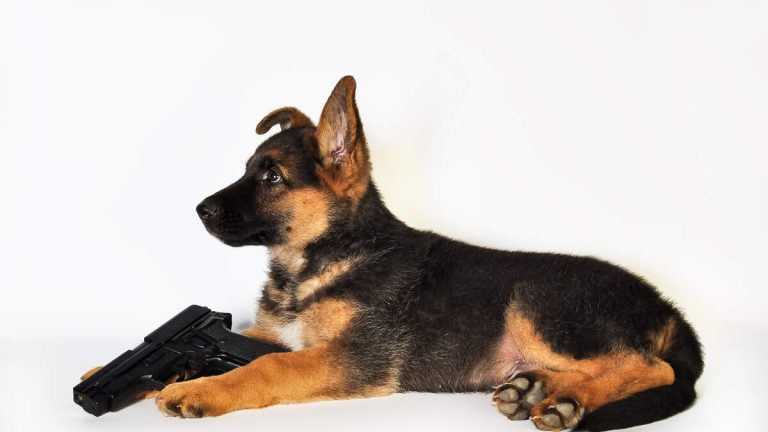 Man Says He Was Shot By His Dog While Lying In Bed