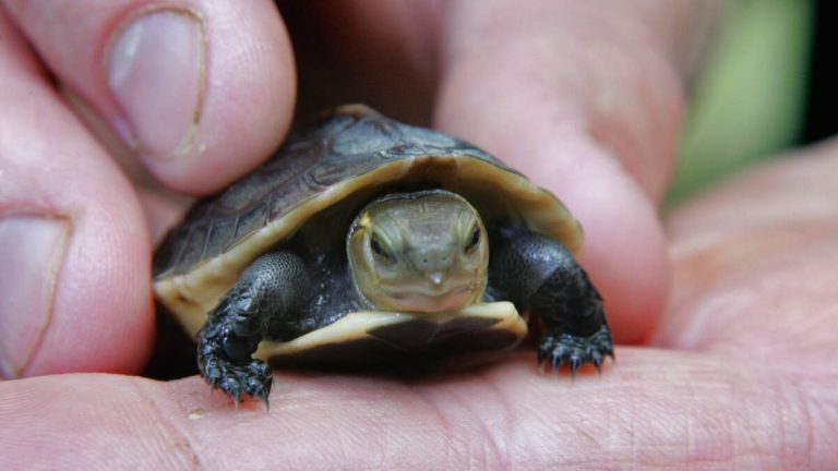 Man to be Sentenced in DTLA for Turtle Trafficking