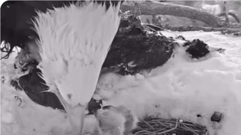 One of Jackie & Shadow’s Eaglets Seems To Be Missing