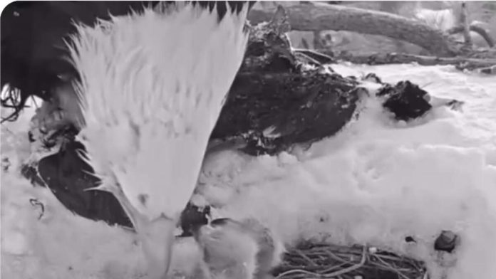 One of Jackie & Shadow’s Eaglets Seems To Be Missing_67d4eb11032f5.jpeg