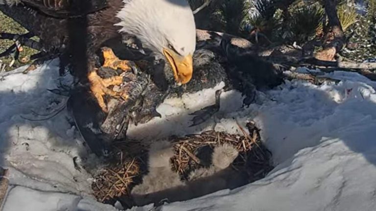 Snowstorm in Big Bear Claims One of Jackie & Shadow’s Eaglets