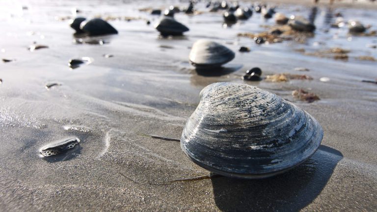 Students Aid Pismo Clams’ Comeback in Classroom Project