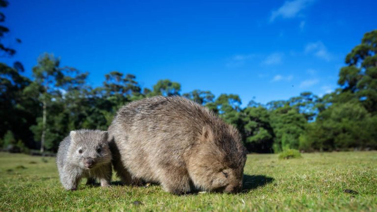 US Influencer Sparks Fury After Snatching Baby Wombat From Its Mother