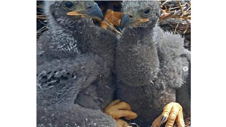 Big Bear Eaglets Named Sunny and Gizmo by Local Students