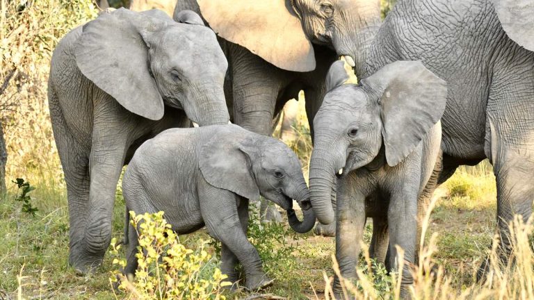 Elephants In San Diego Form Protective Circle During Quake