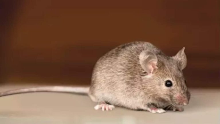 Hantavirus Claims Three Lives in Mammoth Lakes, California