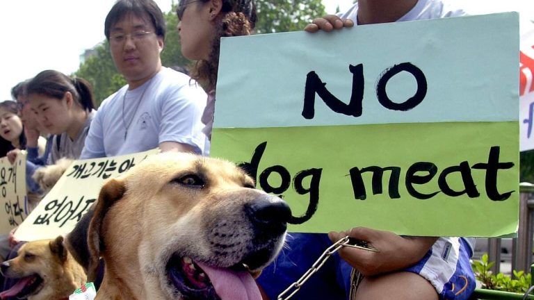 L.A. Eyes Hanoi Sister City Tie to Curb Dog Meat Trade